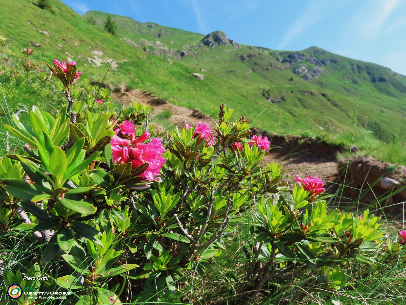 02 ...e ci siam goduti stupende fioriture,qui il Rhododendron ferrugineum (Rododendro rosso).JPG